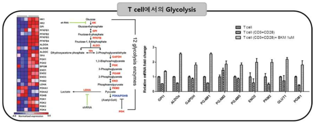 pan-PI3K inhibitor 처리 시, T cell에서의 Glycolysis 관련 유전자 발현 정도 검증