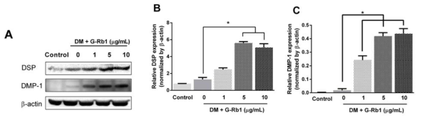 Effects of ginsenoside Rb1 on protein expression of odontoblastic differentiation markers in HDPCs