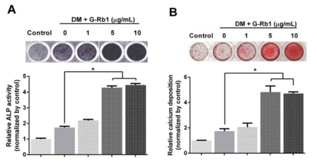 Effect of ginsenoside Rb1 on ALP activity and mineralization in HDPCs. After cells were cultured in the absence and presence of ginsenoside Rb1 (1, 5, and 10 μg/mL) on DM for 7 days, ALP activity was detected (A). Calcified nodules stained with Alizarin red S staining were detected in ginsenoside Rb1 in the absence or presence of DM-treated HDPCs for 14 days (B)