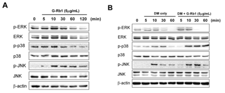 Effect of ginsenoside Rb1 on MAPK signaling in HDPCs. The levels of MAPK family members (ERK, p38, and JNK) and their phosphorylation in the presence of ginsenoside Rb1 (5 μg/mL) were determined by western blot analysis at 0, 5, 10, 30, 60, and 120 minutes (A)