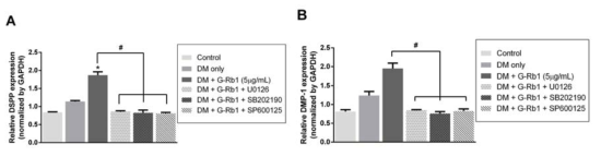 Role of the MAPK signaling pathways on mRNA expression in odontoblastic differentiation of HDPCs. Cells were pretreated in the absence or presence (1 μM) of U0126 (ERK inhibitor), SB202190 (p38 inhibitor), or SP600125 (JNK inhibitor) for 1 hour and then cultured with DM in the absence or presence of ginsenoside Rb1 (5 μg/mL) for 6 days. The mRNA expression levels were determined by qRT-PCR for DSPP (A) and DMP-1 (B)