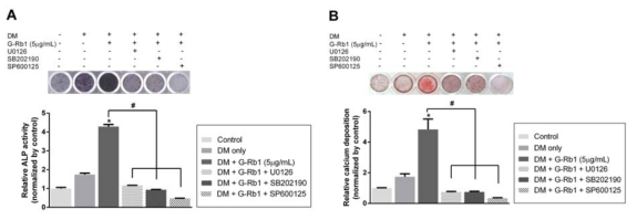 Role of the MAPK signaling pathways affected by ginsenoside Rb1 in the odontoblastic differentiation of HDPCs. Cells were pretreated with ERK, p38, and JNK inhibitor (1 μM; U0126, SB202190, and SP600125, respectively) for 1 hour and then cultured in DM in the absence or presence of ginsenoside Rb1 (5 μg/mL) for 7 days