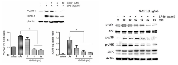 Effects of G-Rb1 on the expression of VCAM-1 and ICAM-1 induced by LPS in HDPCs. Total protein expression levels of ICAM-1 and VCAM-1 were determined by means of Western blot analysis. Data are presented as means ± SD of three independent experiments. *p < 0.05 versus the LPS-treated group. Fig. 3. Effects of G-Rb1 on the MAPK signal pathway in HDPCs. Cells were treated with 5 μM of G-Rb1. After 1h of incubation, cells were stimulated by 1 μg/ml of LPS for 15, 30 and 60 min. Western blot analysis was performed to detect total and phosphorylated ERK, p38 and JNK