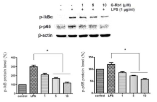 Effects of G-Rb1 on LPS-induced p65 and IkBα phosphorylation. HDPCs were preincubated with G-Rb1 (1, 5, and 10 μM) for 1h before exposure to LPS (1μg/ml) for 30min. Protein samples were characterized by Western blot analysis