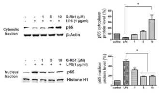 Involvement of NF-κB by G-Rb1 on expression of inflammatory molecules induced by LPS in HDPCs. Cytosolic and nuclear fractions were used for experiments