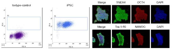 간 줄기세포 형성을 분석위한 한국인 역분화줄기세포의 마커분석 및 면역형광 염색
