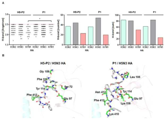 P1 과 H5-P2 펩타이드의 수소 결합력 예측 결과
