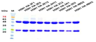 Monoclonal antibodies for H5N1 HA specific of SDS-PAGE gel