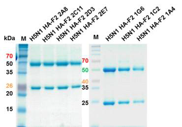 Monoclonal antibodies for H5N1 HA-F2 specific of SDS-PAGE gel