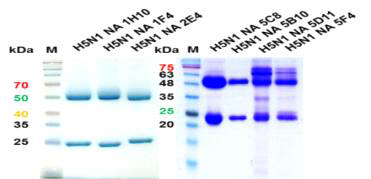 Monoclonal antibodies for H5N1 NA specific of SDS-PAGE gel