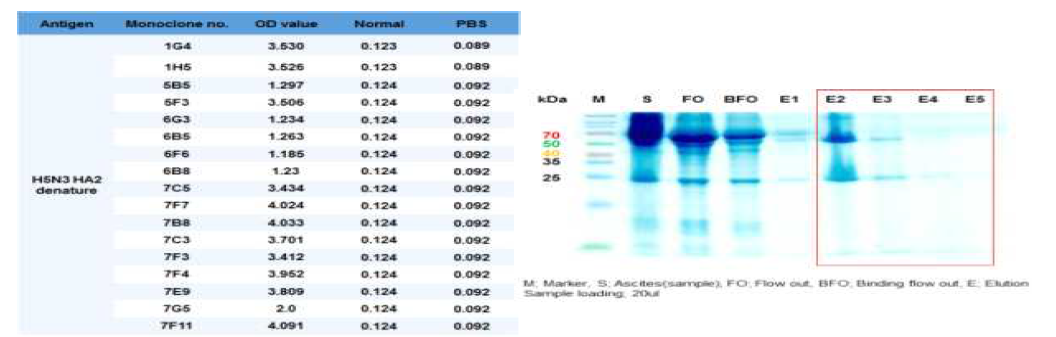 Monoclonal antibodies for H5N3 HA2 denature specific antigen