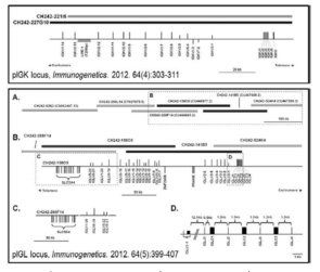pIGK locus와 pIGL locus의 구조