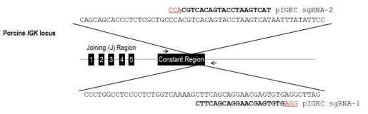 돼지 IGK locus 염기서열 분석 및 sgRNA 서열