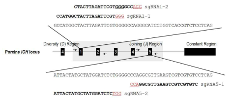 돼지 IGH Joining region 염기서열 분석 및 sgRNA 서열