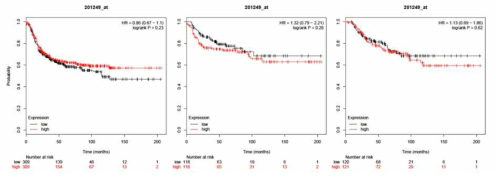 Basal type 유방암의 RFS (좌), DMFS (중) 및 OS (우)와 GLUT1 발현과의 연관성. RFS, DMFS 및 OS 모두 GLUT1 발현과는 통계학적 유의성이 없는 것으로 나타남