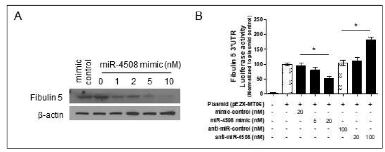 miR-4508의 타겟유전자확인. A: miR-4508 과발현에 의한 Fibulin 5 단백질의 발현변화. B: miR-4508발현에 따른 Fibulin 5 3’UTR luciferase activity 확인
