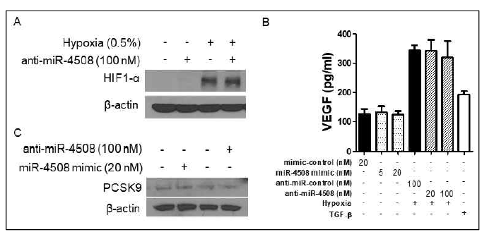 miR-4508 발현변화에 따른 저산소증조건에서 miR-4508변화 확인 (A), VEGF 분출 (B), PCSK9 발현조절확인 (C)