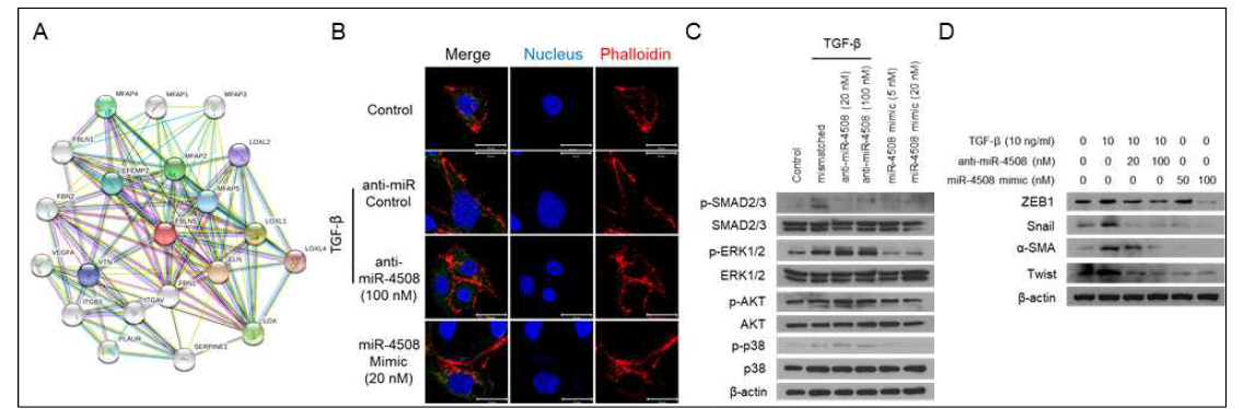 EndoMT 과정에 있어서 miR-4508이 미치는 영향 및 세포신호전달기전. A: miR-4508 타겟유전자 Fibulin5 관련유전자맵 (STRING v11.0). B: Phalloidin 염색법을 이용한 endoMT phenotype 관찰. C: miR-4508 발현변화에 따라 조절되는 TGF-β 유도 세포신호전달기전. D: miR-4508 발현변화에 따른 endoMT 마커의 변화
