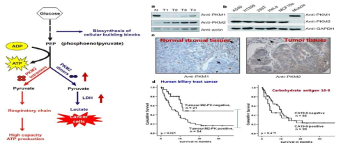 정상세포와 암세포에서의 PKM2활성 변화 및 다양한 종류의 암세포에서 PKM2발현 패턴 분석