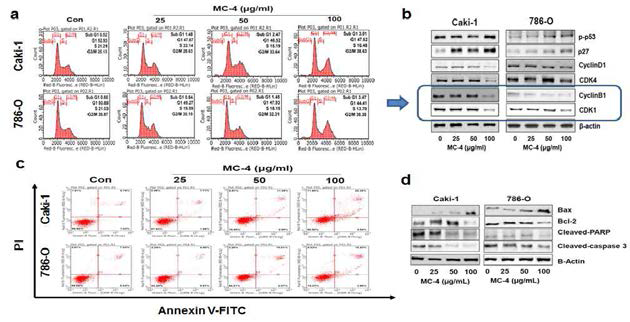 PKM2 inhibitor의 apoptotic cell death에 미치는 영향 분석