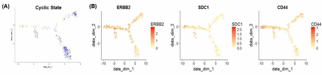 환자 BC12 암세포의 Trajectory (A) 세포분열이 활발한 (파란색) 세포 및 (B) Integrin Signaling Receptor 유전자가 Trajectory stage 에 따라 발현양이 다름