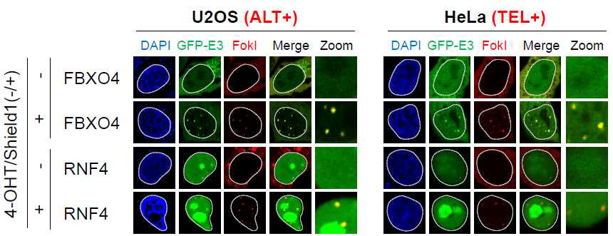 텔로미어 절단에 의한 ALT+ 또는 TEL+ 특이적 FBXO4, RNF4의 위치확인