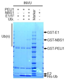 PELI1 유비퀴틴화 in vitro assay