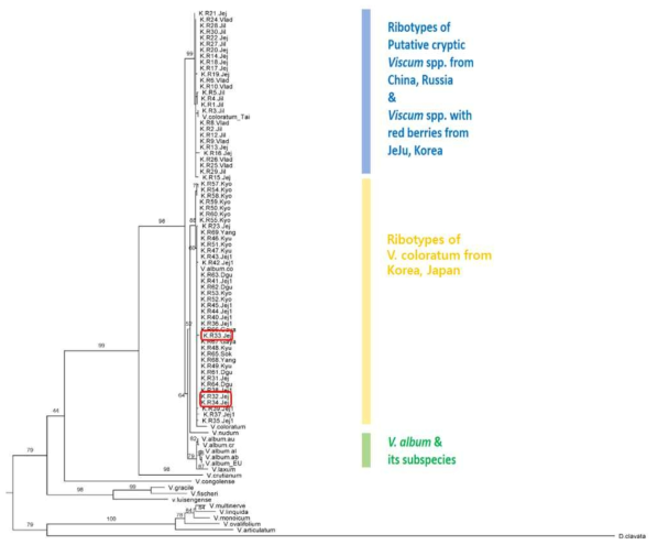 Maximum-likelihood phylogenetic inference of 86 Viscum ITS sequences including 69 V. coloratum samples from 13 different localities and 17 Viscum taxa (Table 3). Numbers on nodes indicate bootstrap supports. Only values > 50% are presented. Dendrophthora clavata was set as an outgroup