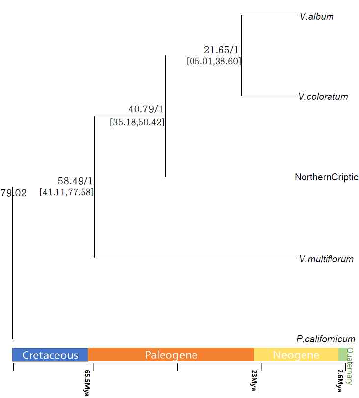 Chronogram of 4 Viscum coloratum related taxa under a Bayesian relaxed log-ormal clock appproach. Estimated divergence time and posterior probabilities for node supports are presented on all nodes. 95% highest posterior density (HPD) intervals are presented with brackets each node. Geological periods are indicated at the bottom of the chronogram