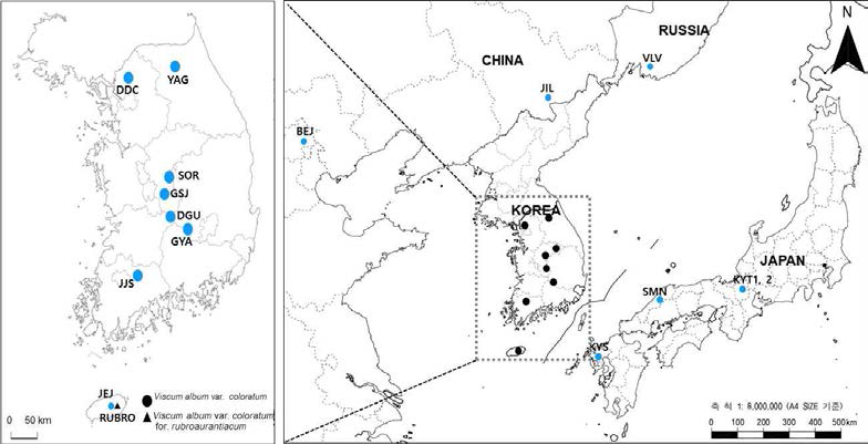 동북아시아 겨우살이 및 붉은겨우살이 채집지 정보