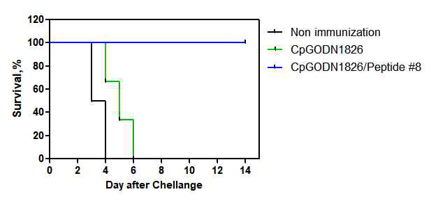 L. pneumophila을 치사량 비강 내로 감염시킨 후 cyclophosphamide 처리한 마우스에서의 방어면역-한편, L. pneumophila 치사량을 정맥내 경로로 투여한 방어면역 실험에서는 CpG-ODN/peptide #8로 면역된 마우스의 생존율이 0%~100%로 관찰되어 재현성이 없었음