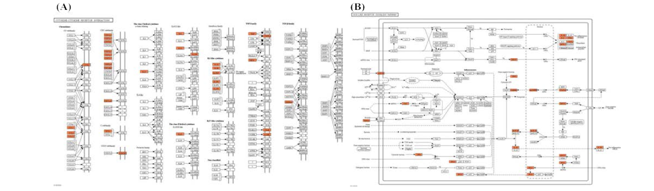 H. pylori에 감염 후 발현 증가 유전자에 의해 활성이 증가된 것으로 보이는 (A) cytokine-cytokine receptor interaction 및 (B) NOD-like receptor signaling pathway