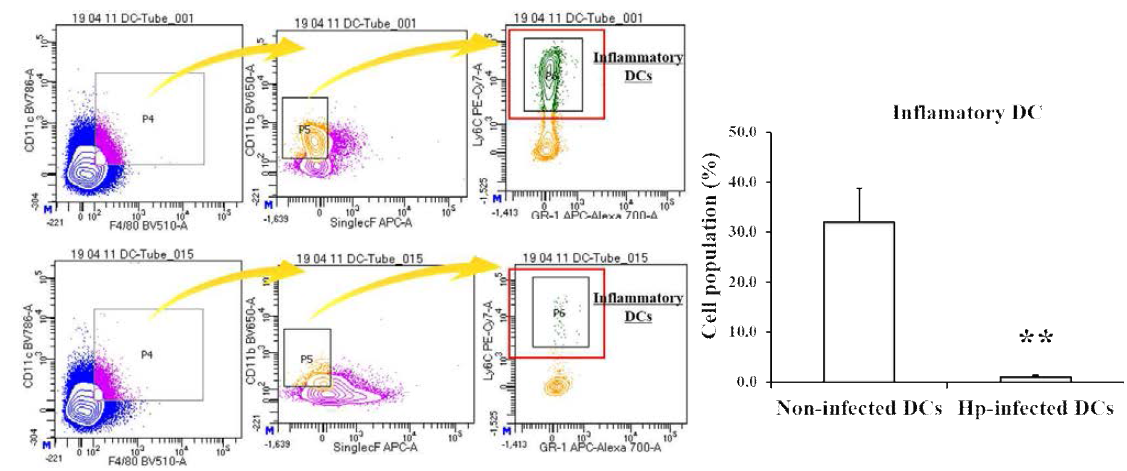 H. pylori 감염에 따른 염증성 수지상 세포 비율 변화