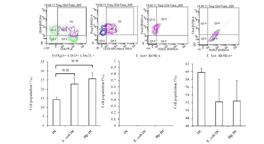 H. pylori 감작 수지상 세포의 항원제시에 의해 활성화된 CD4+ T 세포의 면역활성 방향 분석. Th1로 활성화된 CD4+ T 세포는 확인되지 않았다