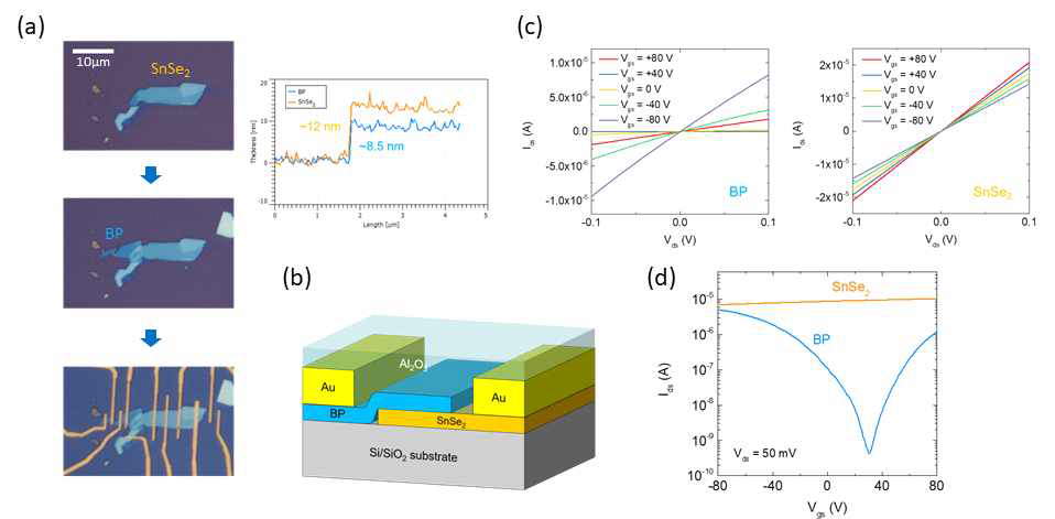 (a) 2차원 물질을 이용한 소자 제작 순서 (광학 이미지). BP와 SnSe2의 두께 그래프. (b) BP-SnSe2 이종 접합 소자 모식도. BP와 SnSe2 소자 각각의 게이트에 따른 (c) Ids-Vds 그래프와 (d) Ids-Vgs 그래프