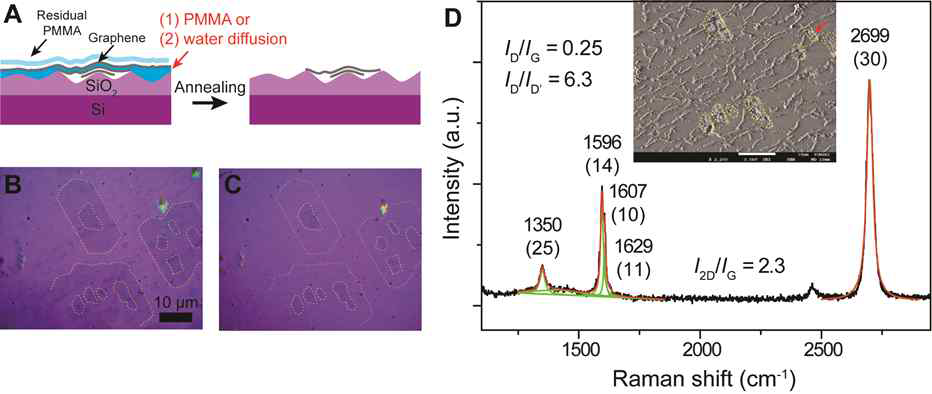 (A) 그래핀과 기판 사이 상호작용 조절-PMMA 확산을 통한 그래핀의 박리 현상 모식도. 열처리 (B) 전, (C) 후의 광학 현미경 이미지, (D) 열처리 후 박리되고 남은 그래핀에서 측정한 라만 스펙트럼