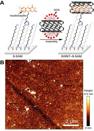 자가 조립 단일층 형성과 저차원 탄소물질의 고정화. (A) 자가 조립 단일층 형성과 SWNT의 고정화 모식도, (B) 원자 힘 현미경을 이용한 플라빈-SWNT 자가 조립 복합체의 확인