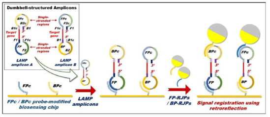 LAMP assay 기반의 재귀반사 시스템을 이용한 분자진단 모식도