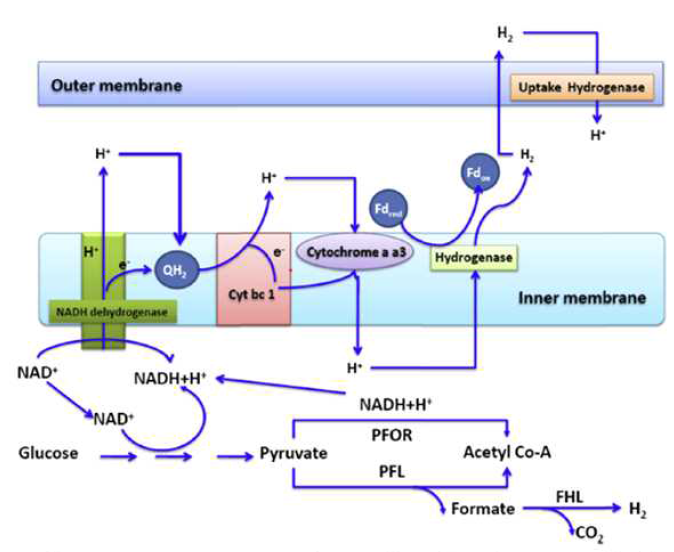 Strict anaerobe과 facultative anaerobe에 사용되는 수소 생산 경로