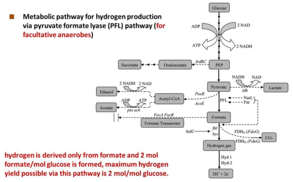 facultative anaerobe에 사용되는 PLFdf 이용한 수소 생산 경로