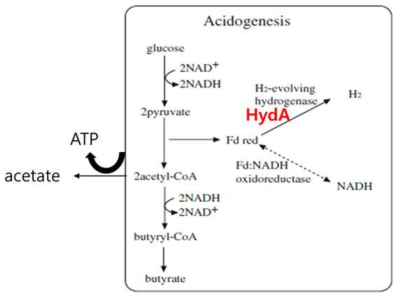 Hydrogenase를 활용한 수소생산 증대 전략