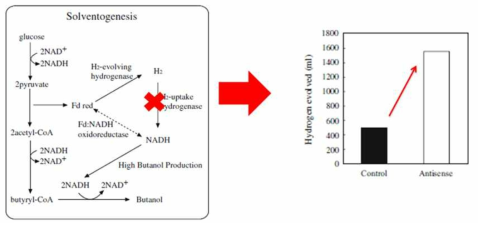 수소 소비형 hydrogenase deletion을 통한 수소 생산 증대 사례