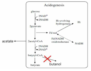 butanol, butyrate 생산량 감소를 통한 수소 생산 전략