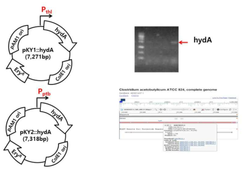 Clostridium vector와 hydA 유전자를 사용한 vector구축