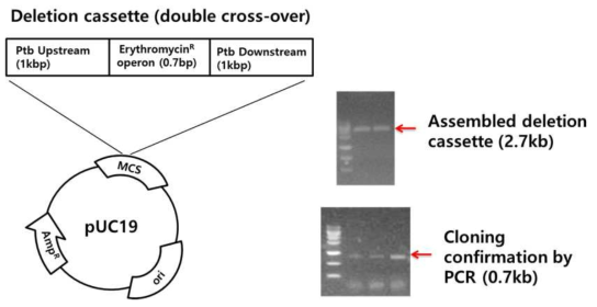 Clostridium acetobutylicum의 ptb유전자 제거를 위한 vector 구축