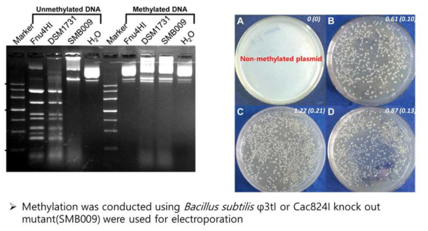 Clostridium acetobutylicum methylation의 영향 사례