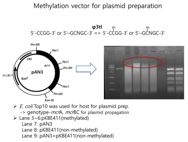 methylase인 pAN3과 유전자를 함께 배양한 후의 methylation 효과 확인 실험 결과