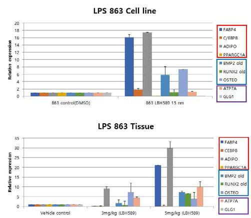 LPS 863 cells 과 xenograft tissue에서 분화 marker확인