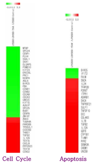 LPS 863 cells에서 저농도 HDAC inhibitor 처리 후 RNA Sequence 분석을 이용한 cell cycle arrest, apoptosis 확인