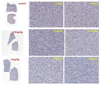 Immunohistochemical analysis of LPS246 xenograft tissue for PPARr